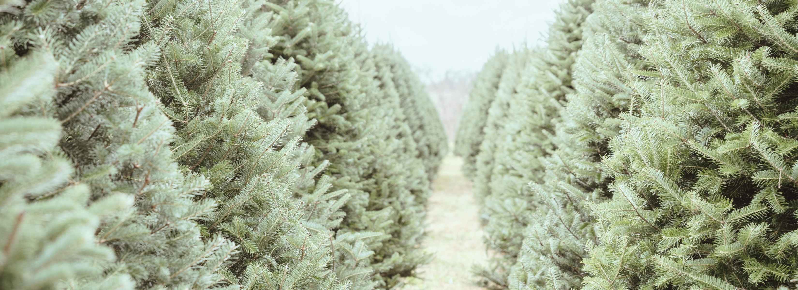 Row of frost-covered Christmas trees in a field