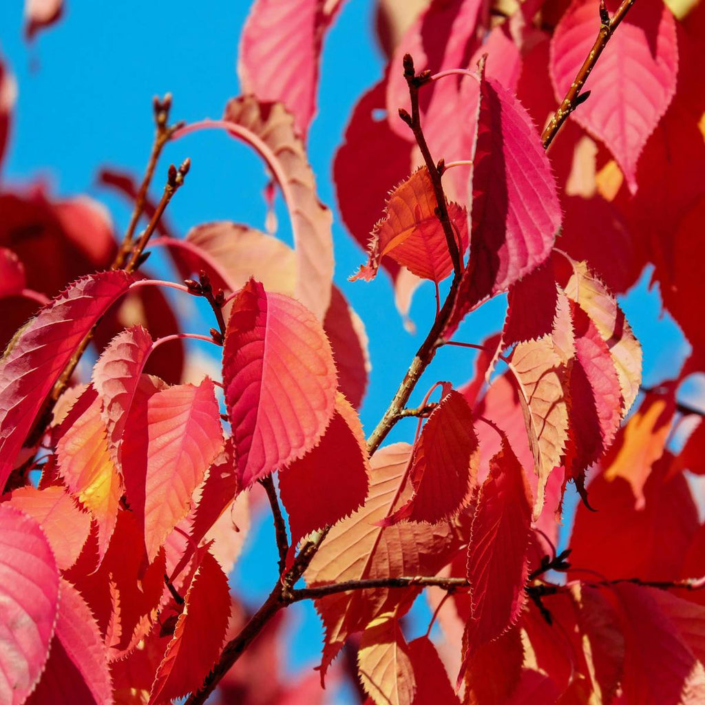 Close-up of red leaves against a blue sky