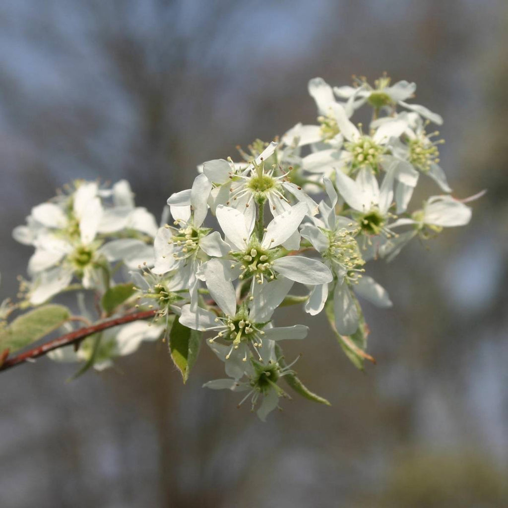Close-up of white serviceberry flowers on a branch with a blurred natural background