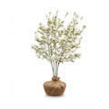 Autumn brilliance serviceberry tree with white flowers and packaged roots in a white background