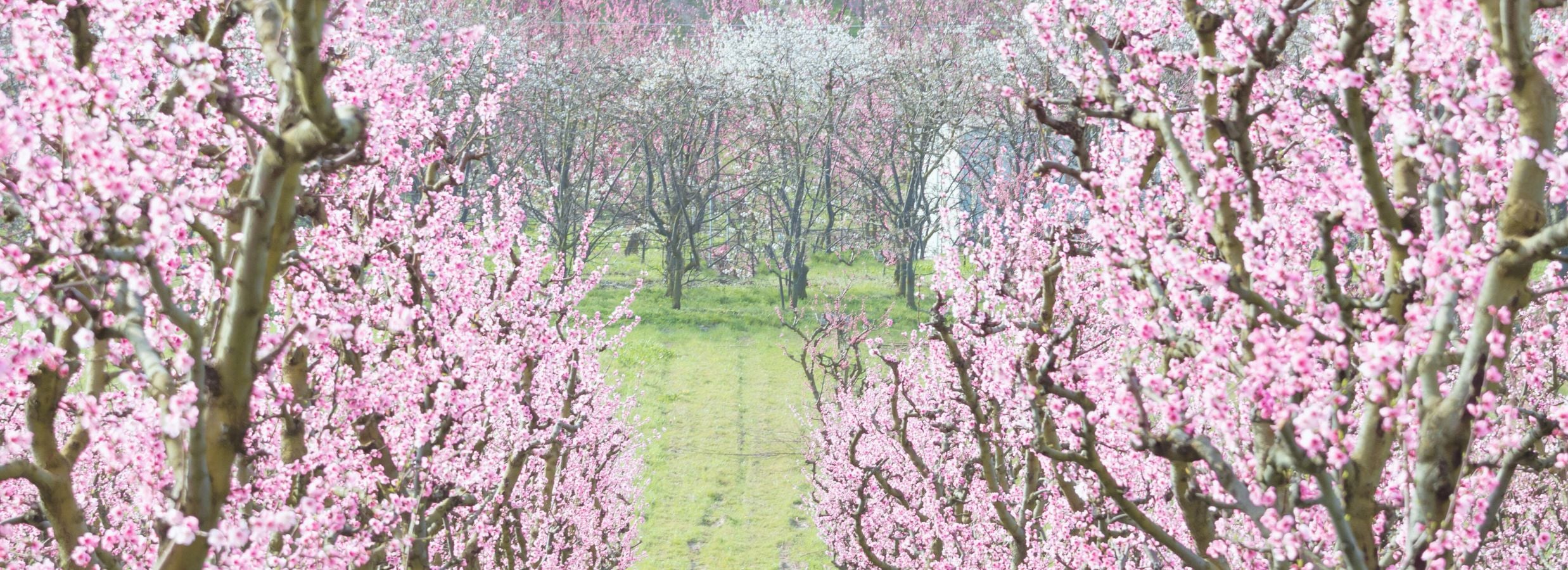Orchard with pink flowering trees stretching into the distance.