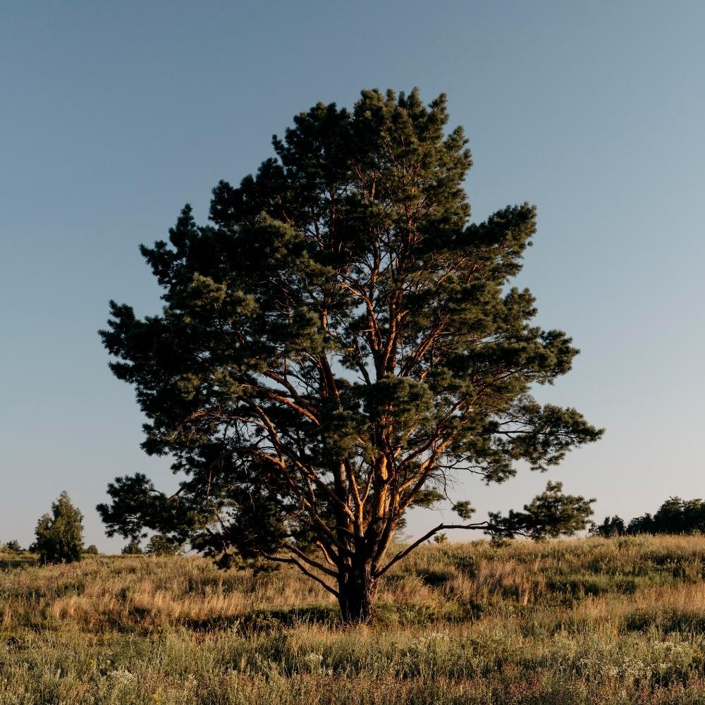 Single tree in a field with a clear blue sky