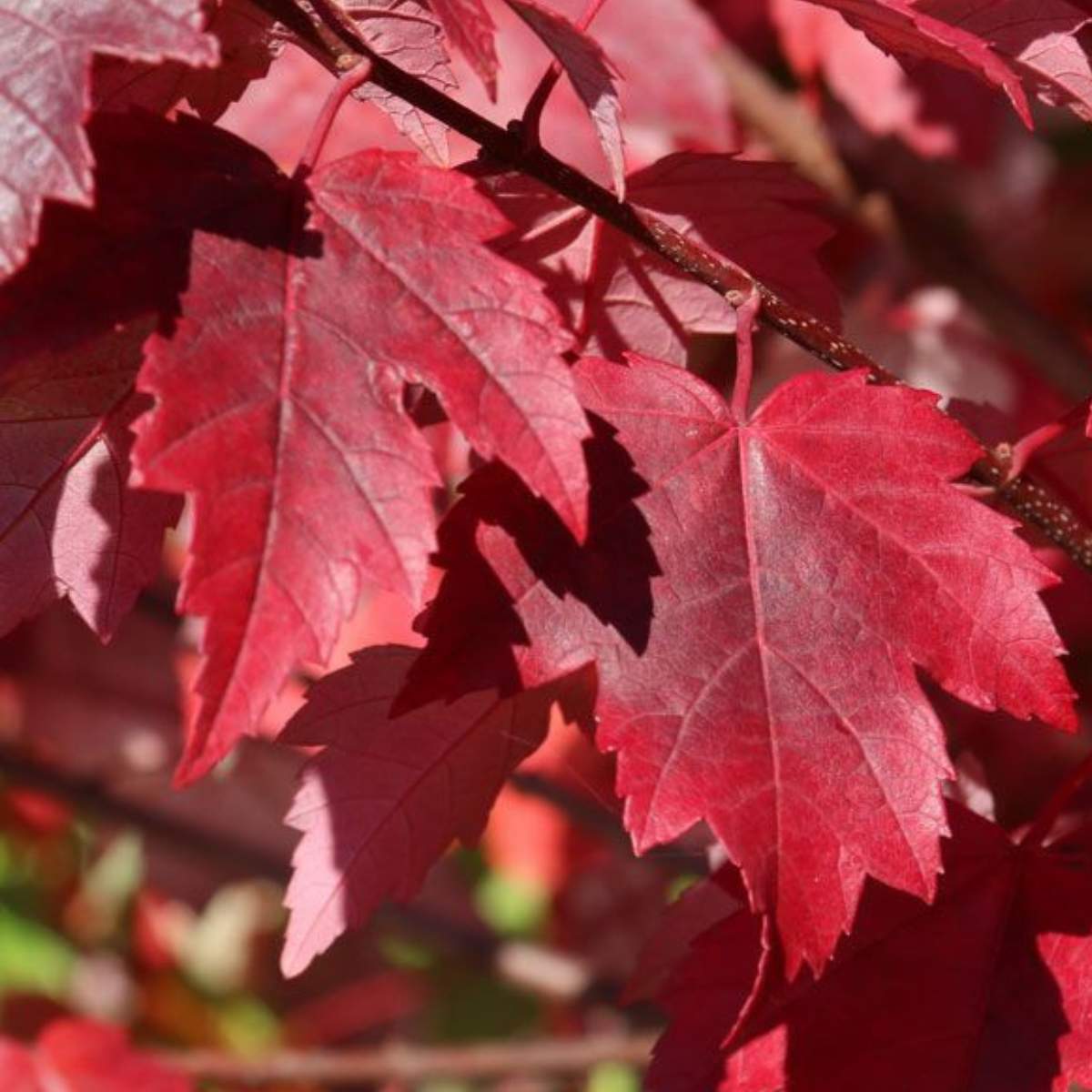 Close-up of red maple leaves with a blurred background