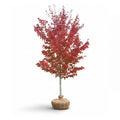 Burgundy belle maple tree with red leaves with packaged roots on a white background