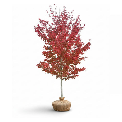 Burgundy belle maple tree with red leaves with packaged roots on a white background