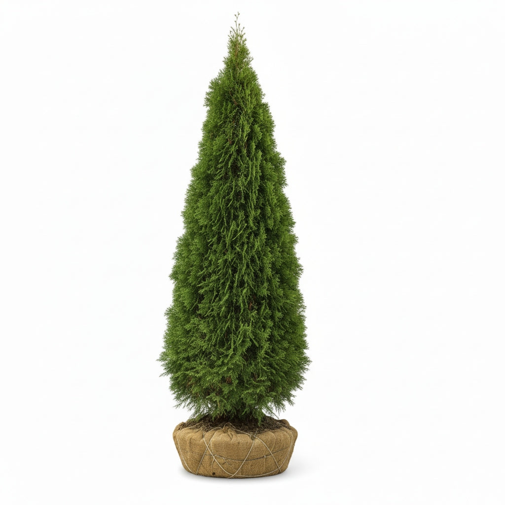 Coniferous Emerald Arborvitae pine tree with packaged roots on a white background