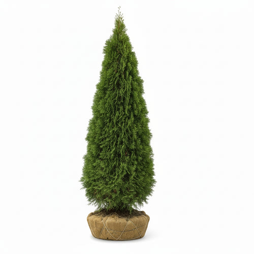 Coniferous Emerald Arborvitae pine tree with packaged roots on a white background