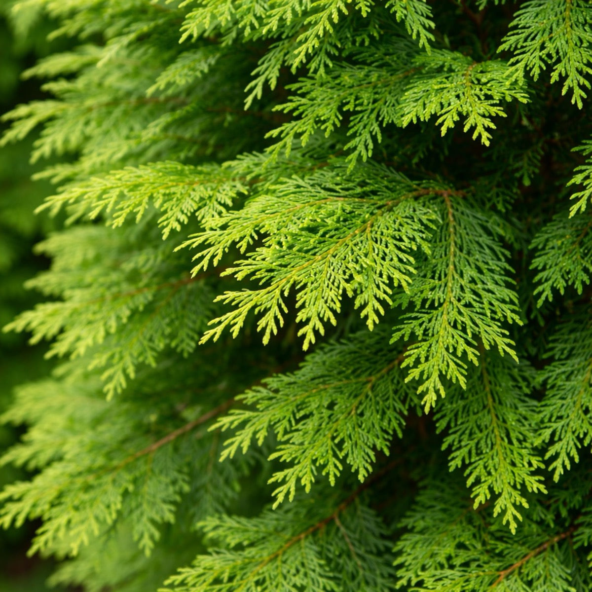 Close-up of green tree foliage