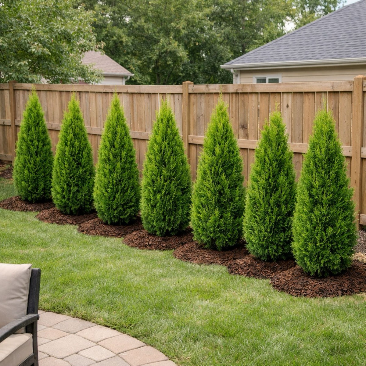 Row of green shrubs in a garden with a wooden fence and house in the background