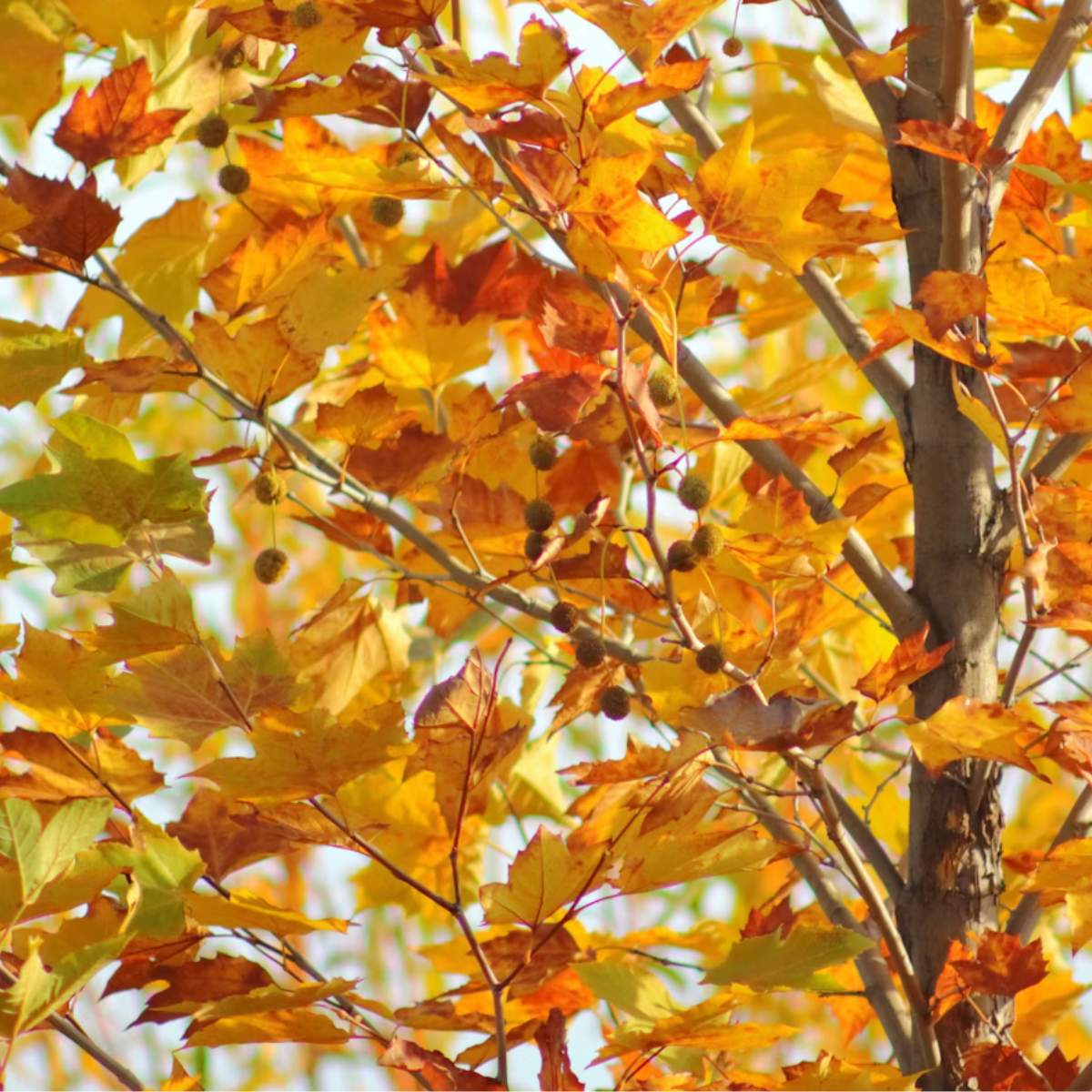 Tree with autumn leaves in shades of orange, yellow, and red against a clear sky.