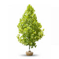 Green London Plane tree in a pot on a white background