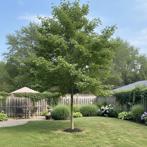 Lawn with a shade tree, garden furniture, and a wooden pergola under a clear blue sky.