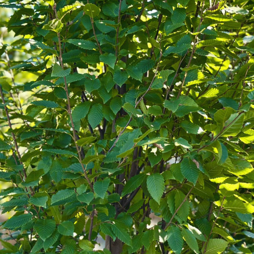 Close-up of a tree with green leaves