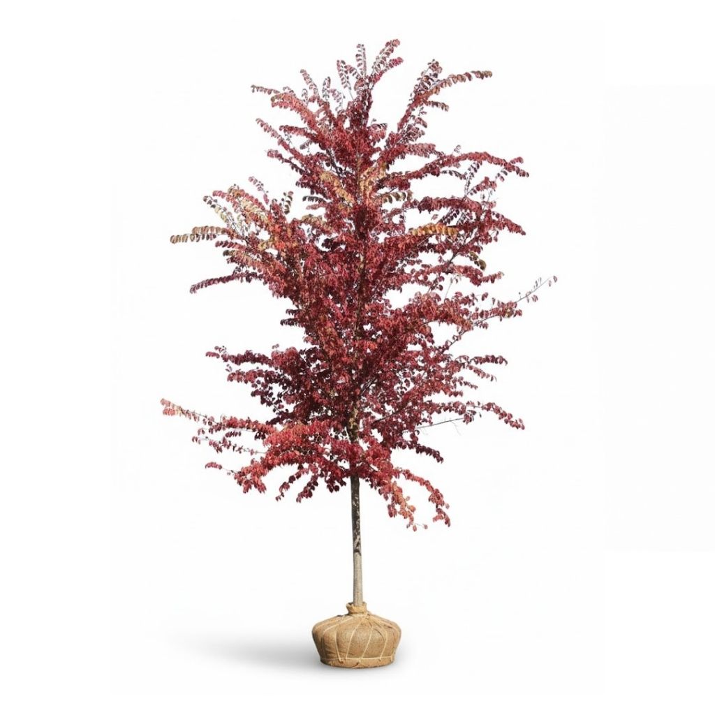 Potted frontier elm tree with red foliage on a white background