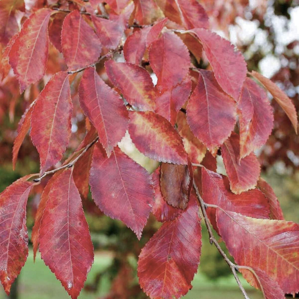 Close-up of frontier elm's red leaves on a tree branch with a blurred natural background