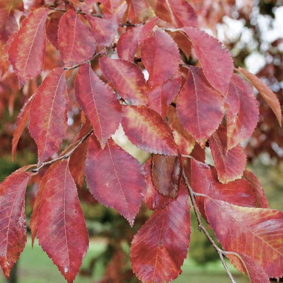 Close-up of frontier elm's red leaves on a tree branch with a blurred natural background