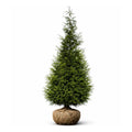 Potted green giant arborvitae conifer tree on a white background