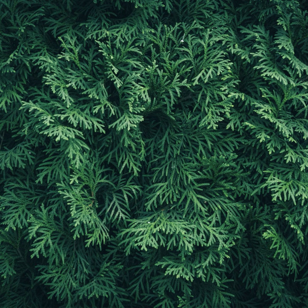 Close-up of dense green giant foliage
