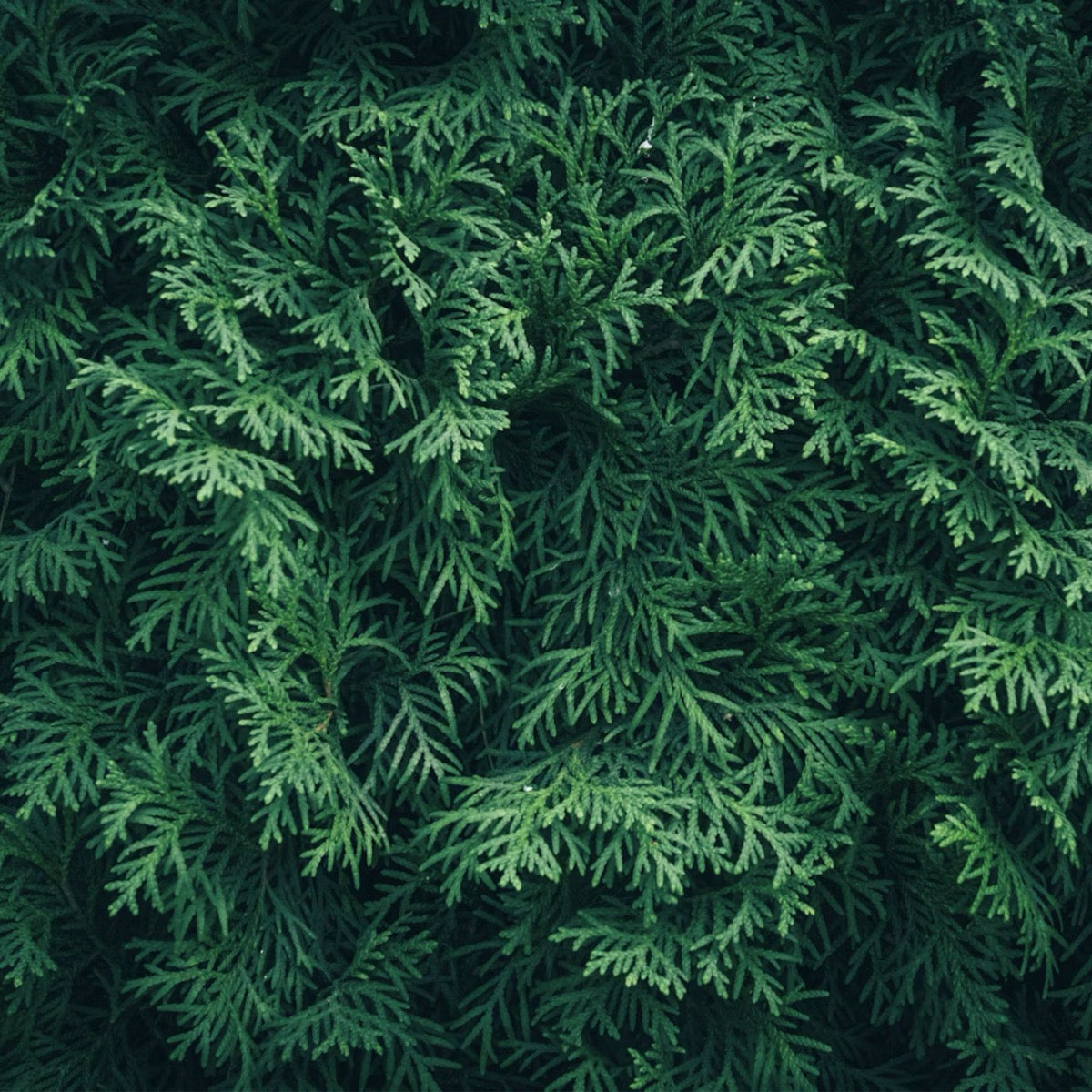 Close-up of dense green giant foliage