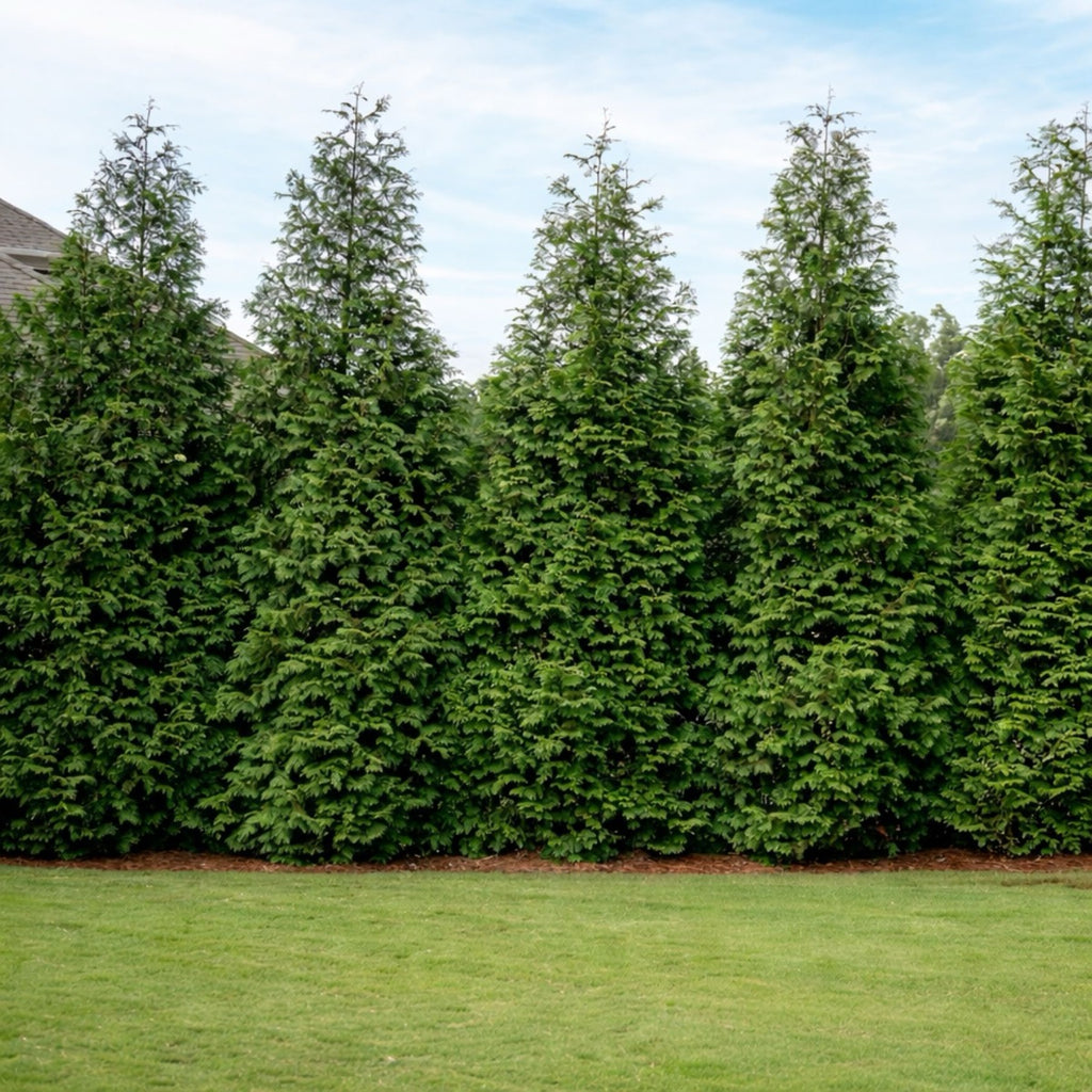 Row of tall evergreen giant trees in a garden setting with a clear sky.