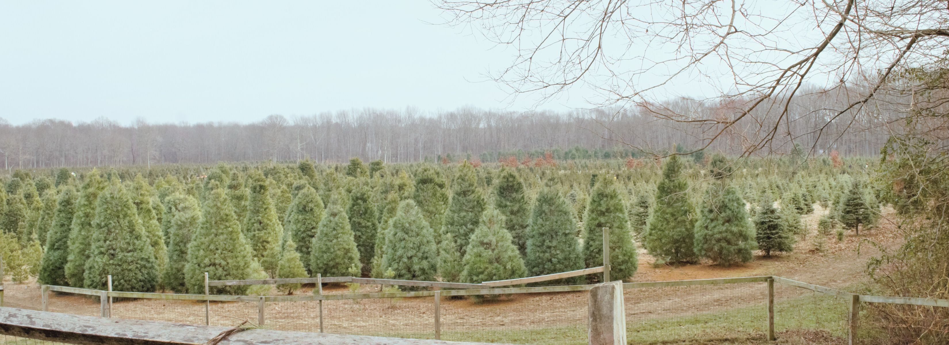 Farming scene with trees and a fence in the foreground, with a clear sky in the background.