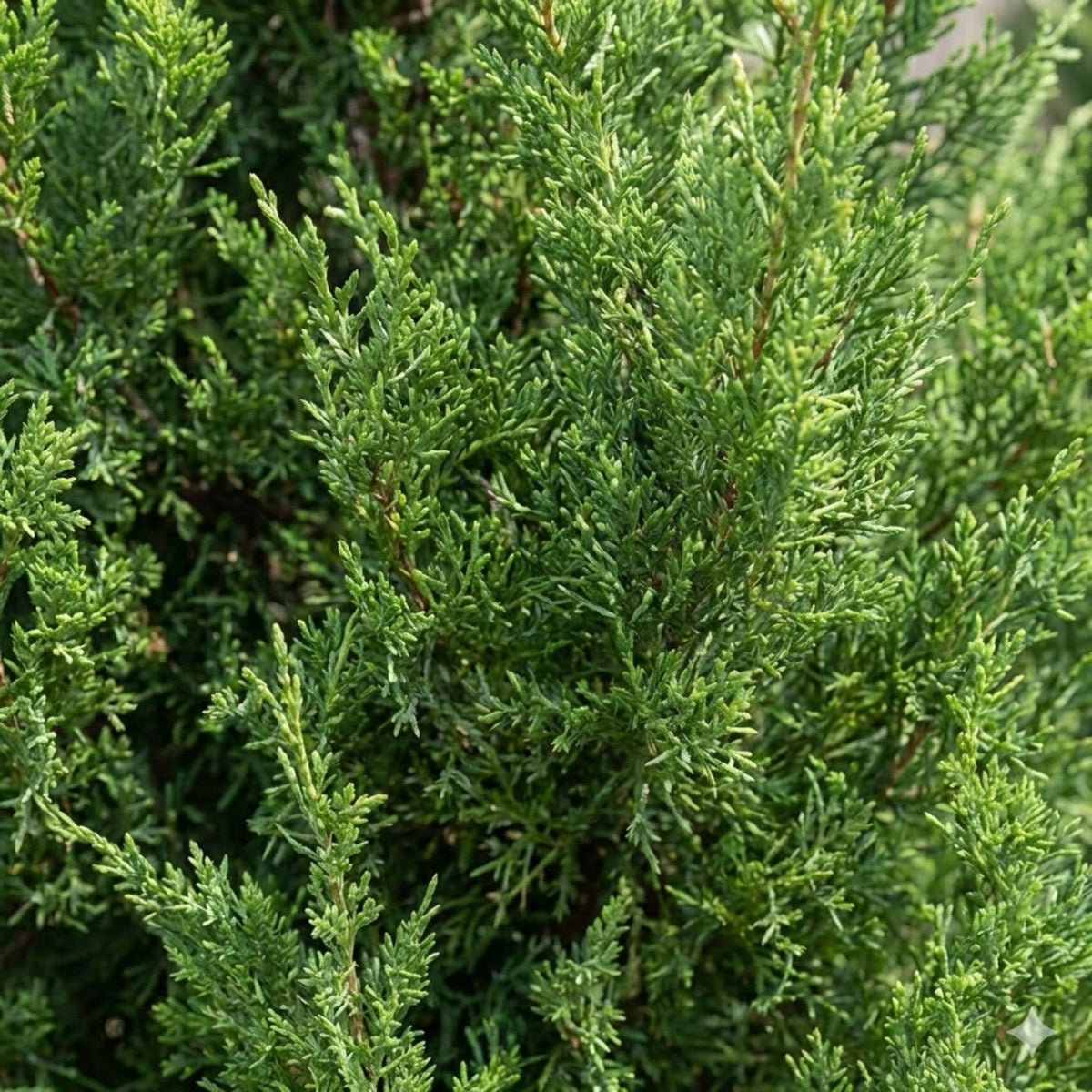 Close-up of an evergreen tree foliage