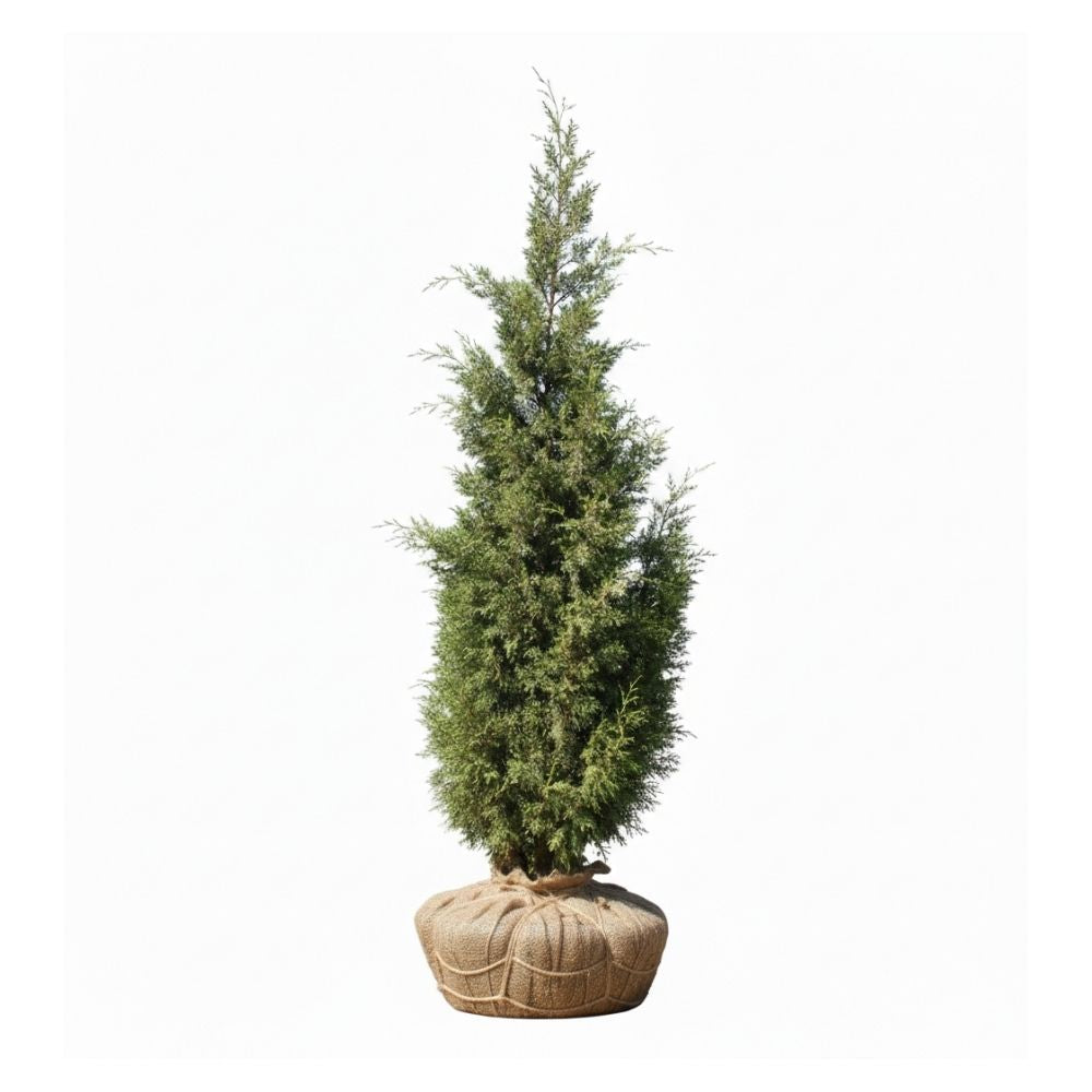 Potted keteleeri juniper conifer tree on a white background