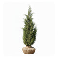 Potted keteleeri juniper conifer tree on a white background