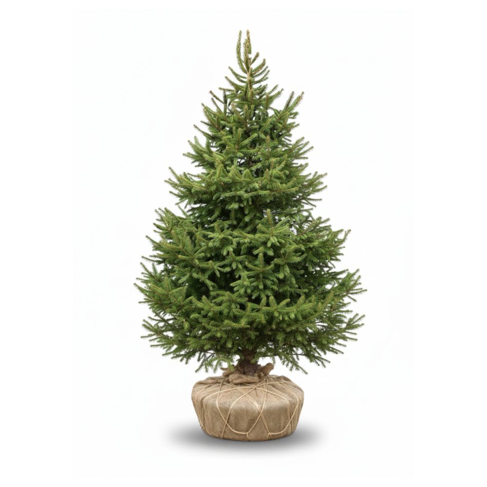 Potted norway spruce christmas tree on a white background