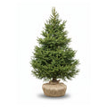 Potted norway spruce christmas tree on a white background