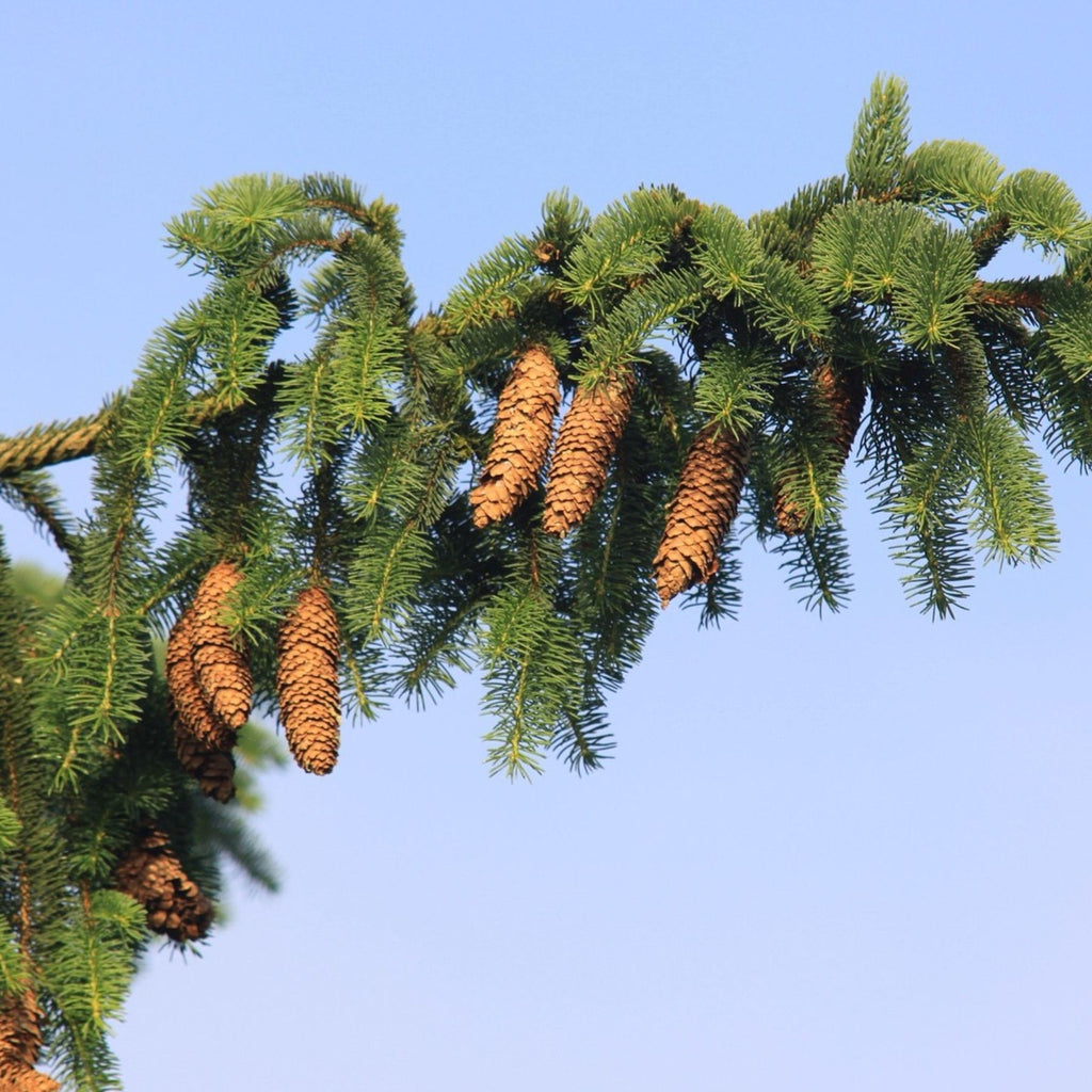 Coniferous tree branch with pine cones against a clear blue sky