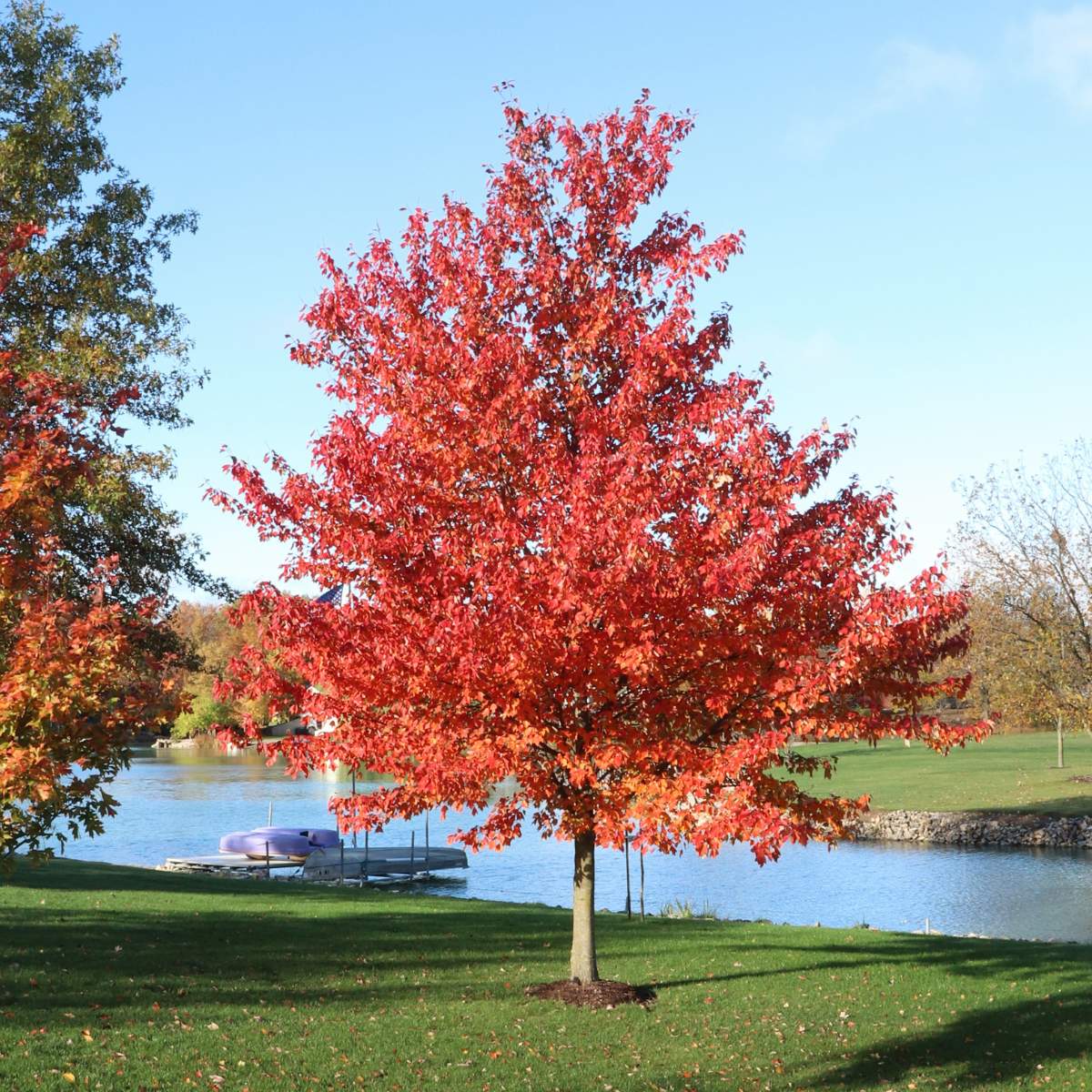 Redpointe maple autumn tree with red leaves by a lake