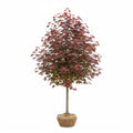 Red point maple tree with red leaves and packaged roots on a white background
