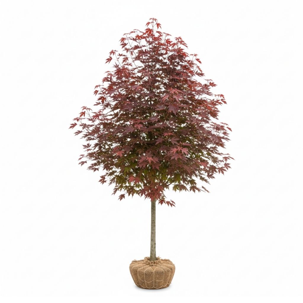 Red point maple tree with red leaves and packaged roots on a white background