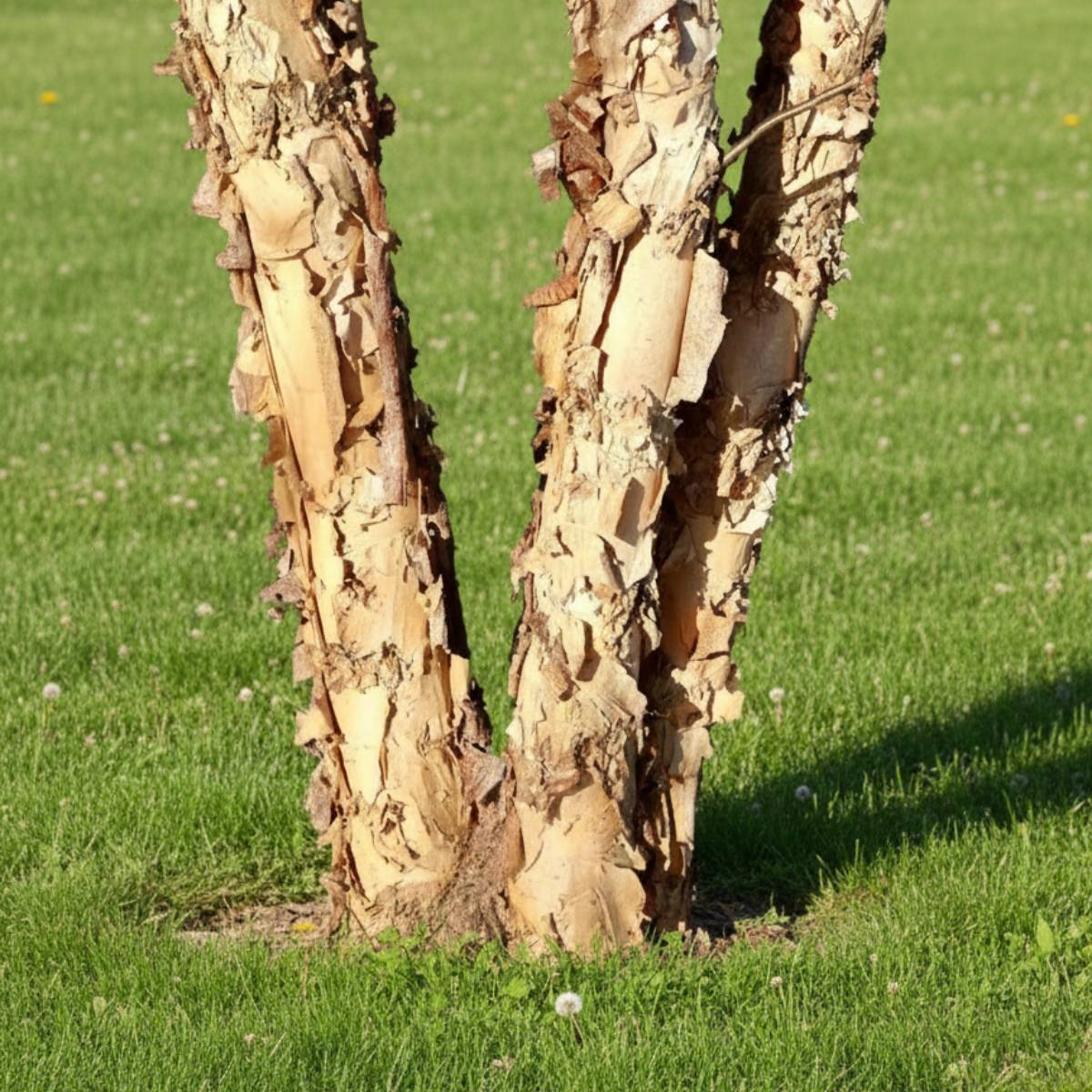 Two tree trunks with textured peeling bark on a grassy background