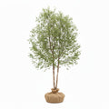 River brich  tree with green leaves and  packaged roots on a white background