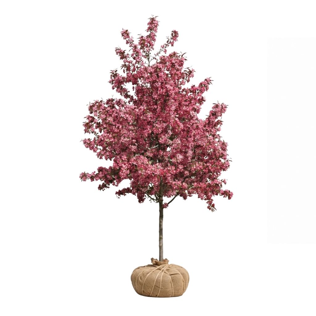Raindrop crabapple tree with pink blossoms on a white background