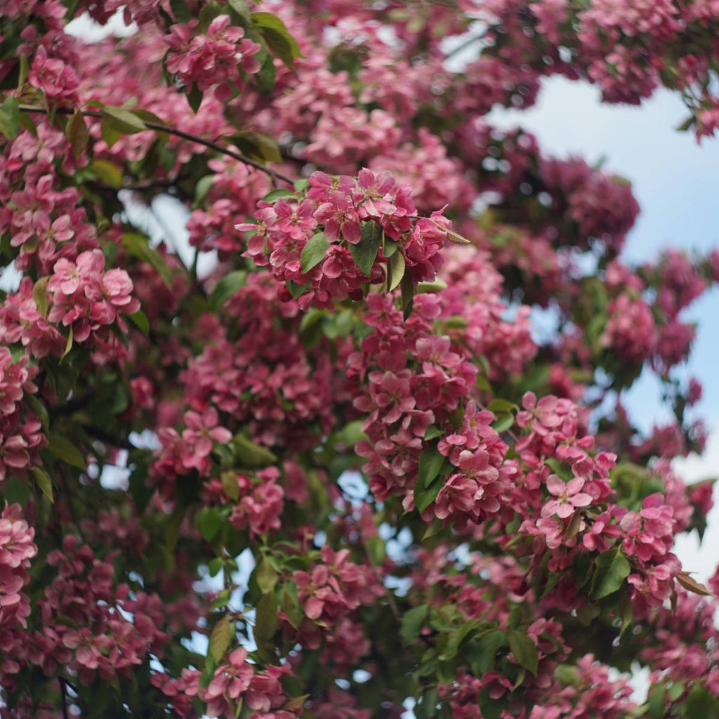 Close-up of pink crabapple blossoms on a tree with a blurred background