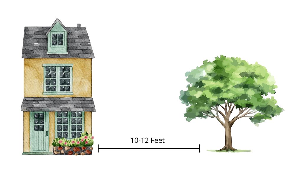 Illustration of a small house and tree with a measurement label indicating 10-12 feet.