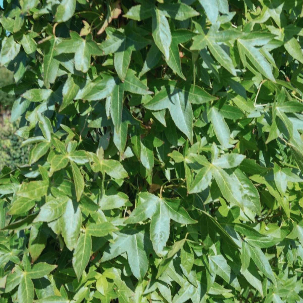 Close-up of slender green leaves with a blurred background