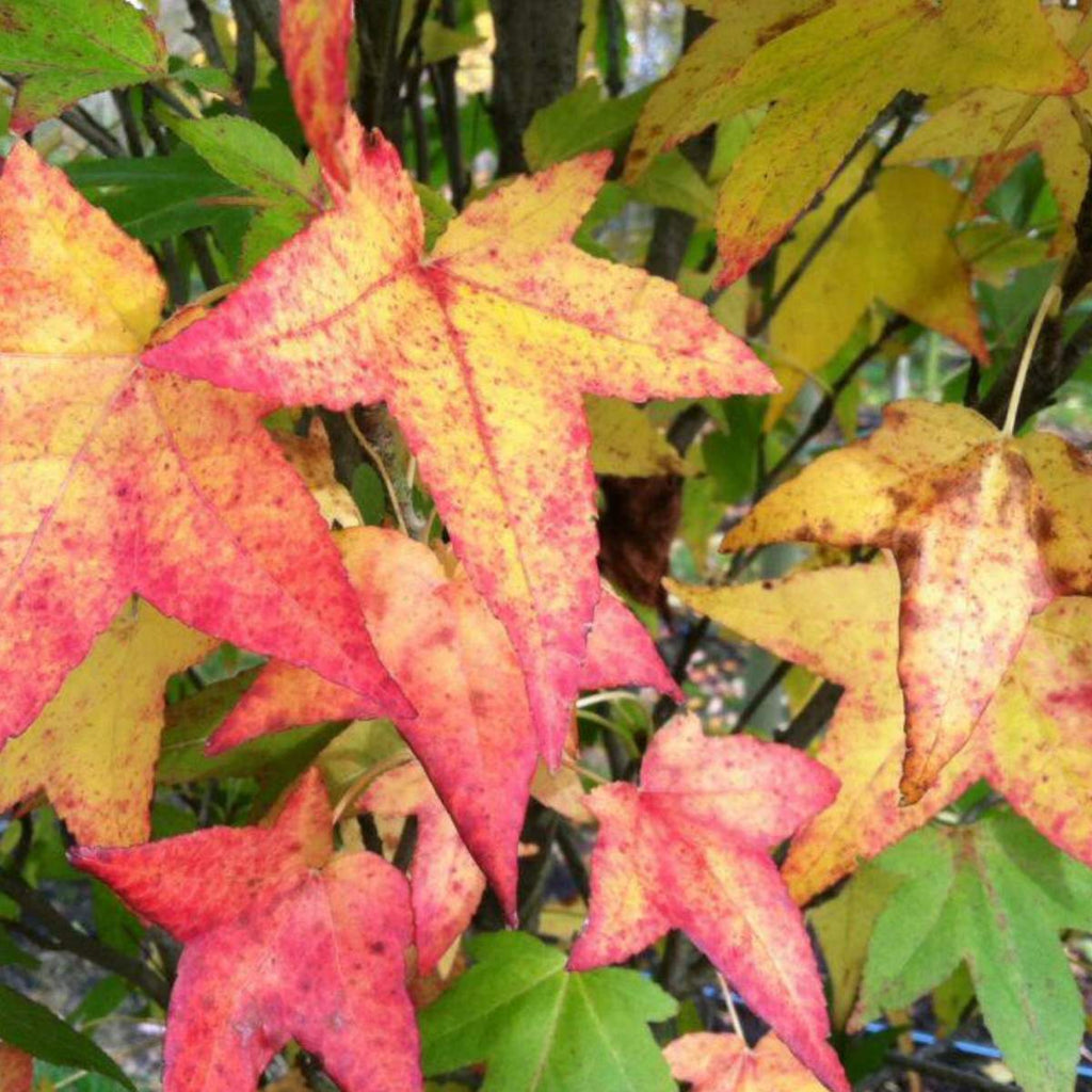 Close-up of colorful slender silhouette autumn leaves with pink and yellow hues.