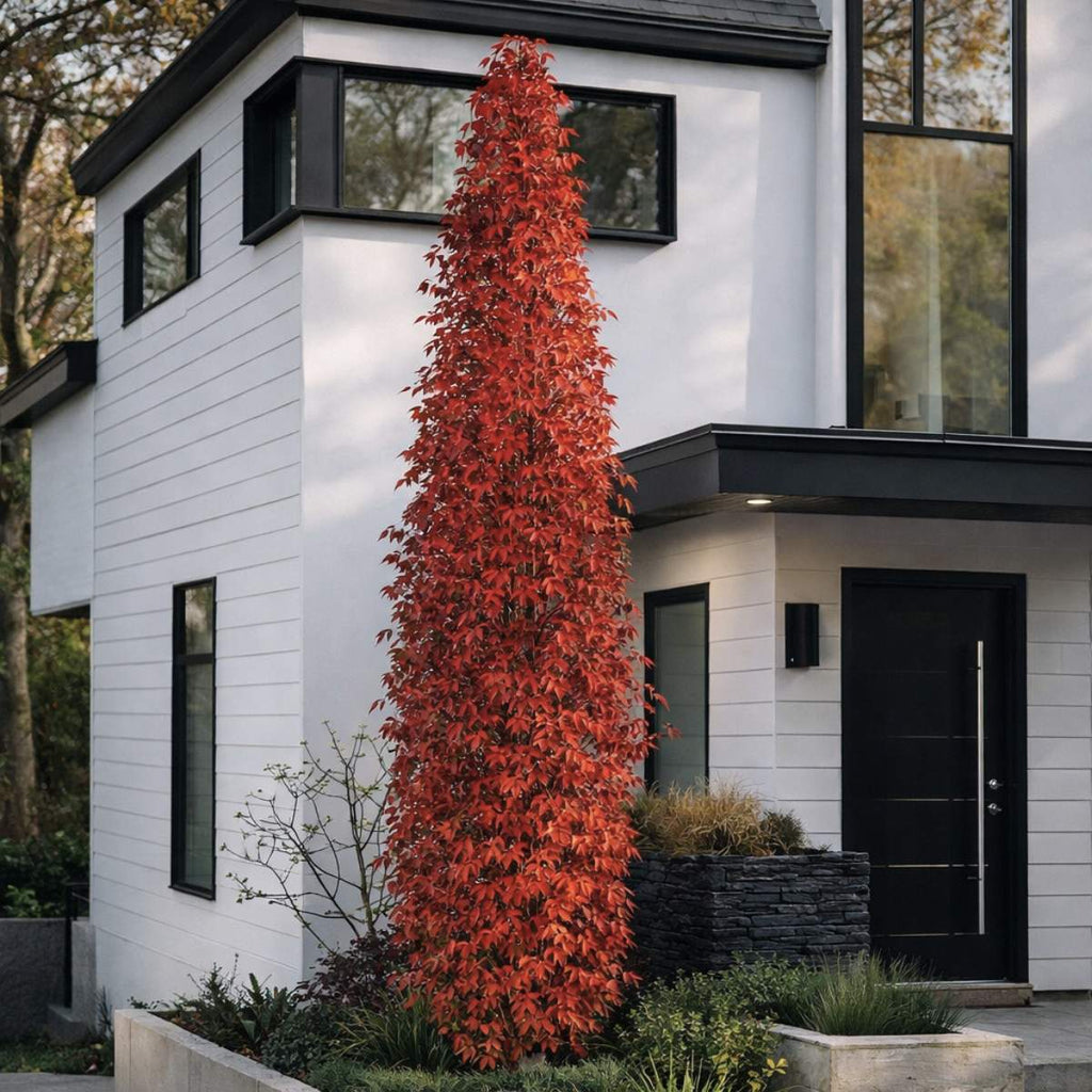 Tall red leafed slender silhouette in front of a modern white house with black accents