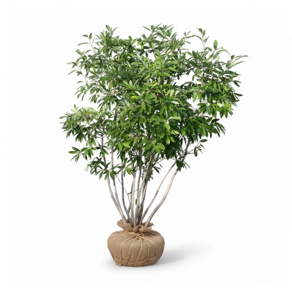 Potted sweetbay magnolia clump tree with green leaves in a natural setting on a white background