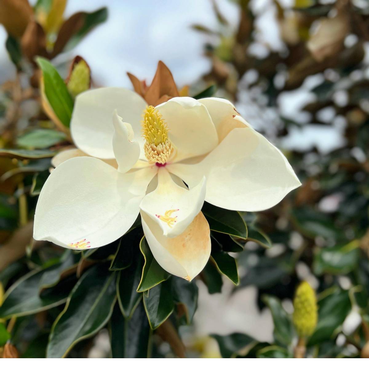 Close-up of a white magnolia flower with green leaves in the background