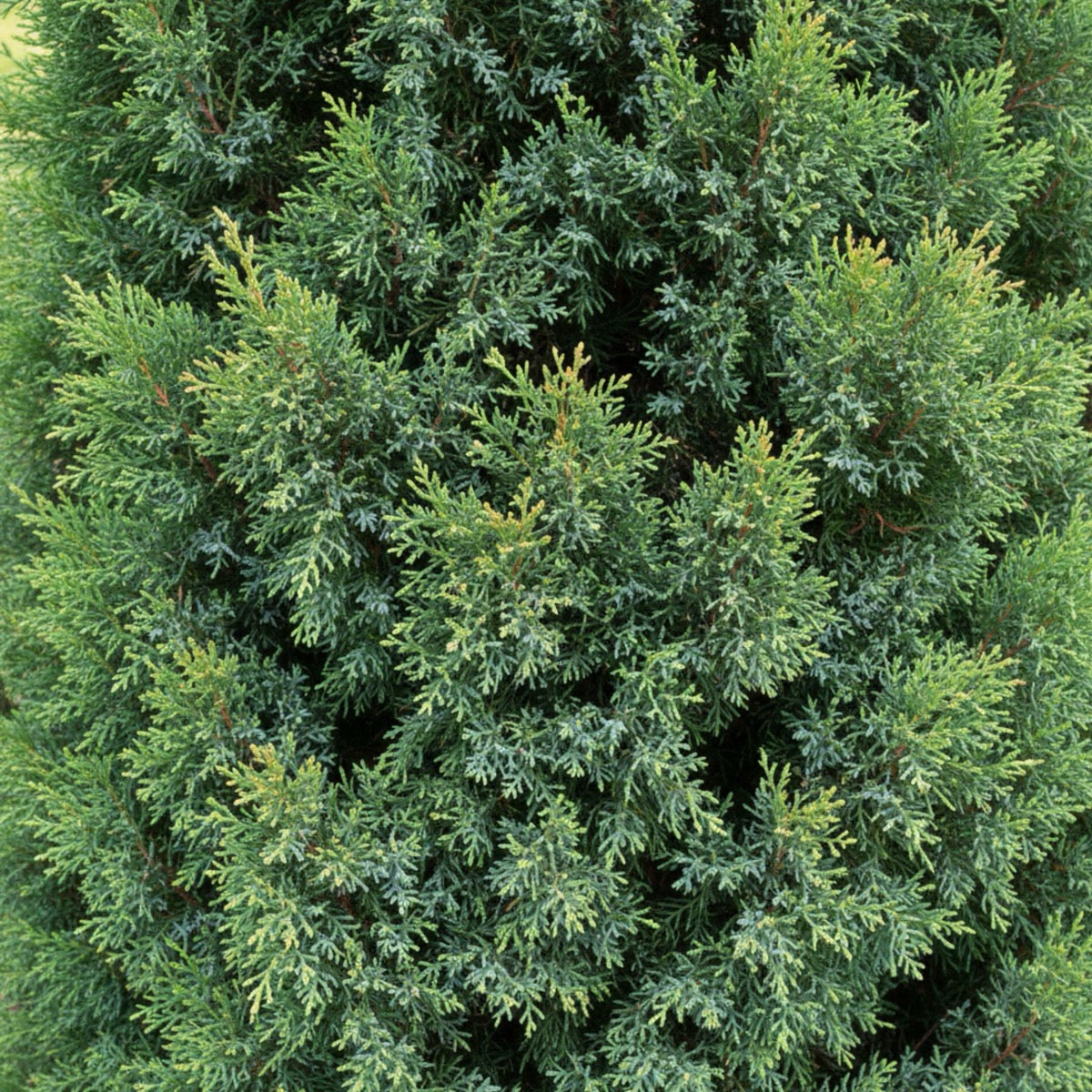 Close-up of a dense green coniferous tree