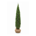 Narrow tall taylor juniper coniferous tree with packaged roots on a white background