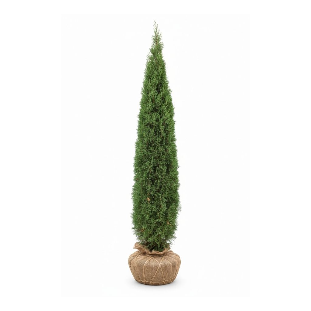 Narrow tall taylor juniper coniferous tree with packaged roots on a white background